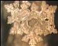 Photo by Dr. Emoto showing symmetrical 6 pointed star shaped arrangement of water melecules 